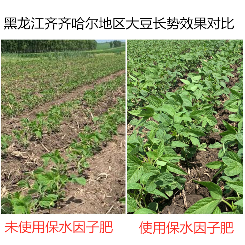 黑龍江齊齊哈爾地區(qū)大豆，使用保水因子肥前后長(zhǎng)勢(shì)效果對(duì)比