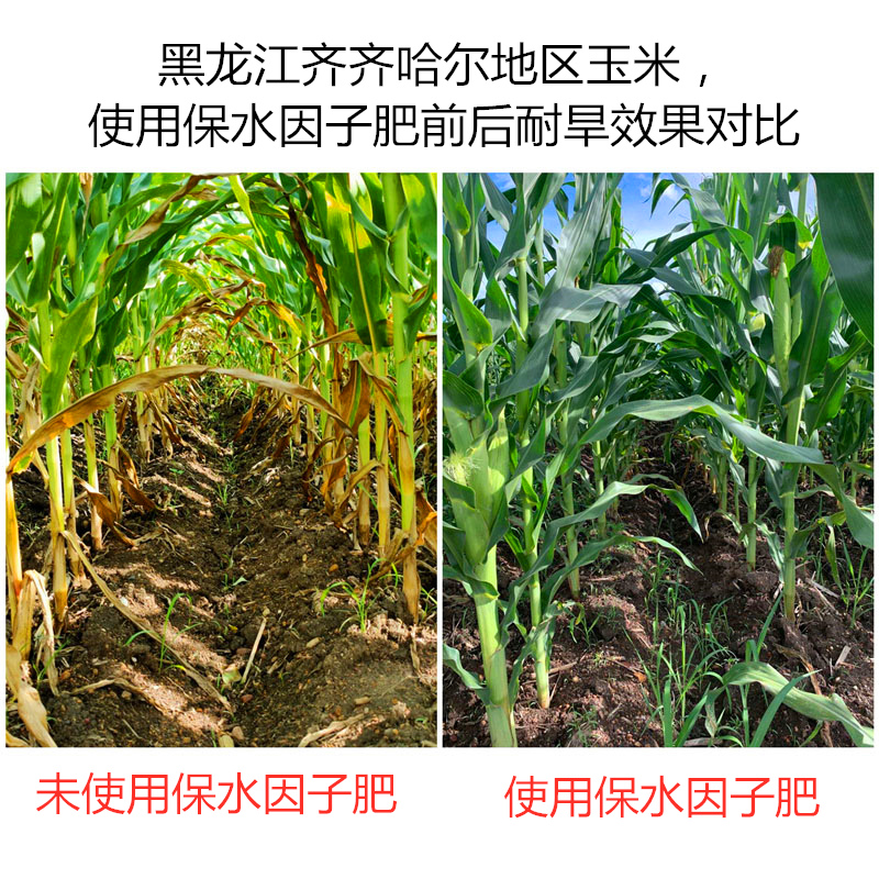 黑龍江齊齊哈爾地區(qū)玉米，使用保水因子肥前后耐旱效果對(duì)比