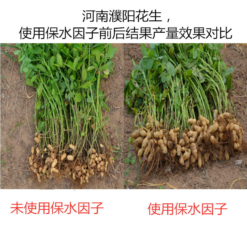河南濮陽花生，使用保水因子前后結(jié)果產(chǎn)量效果對(duì)比