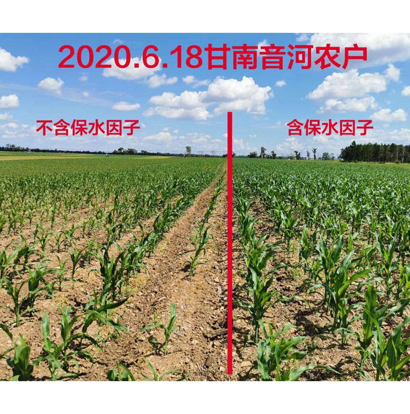 黑龍江齊齊哈爾地區(qū)玉米，使用保水因子肥前后長(zhǎng)勢(shì)效果對(duì)比