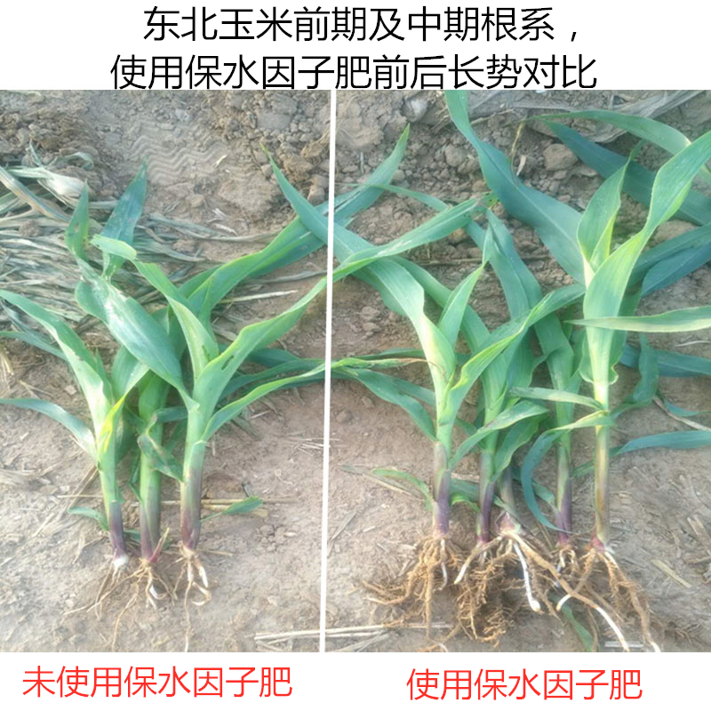 東北玉米前期及中期根系，使用保水因子肥前后長(zhǎng)勢(shì)對(duì)比