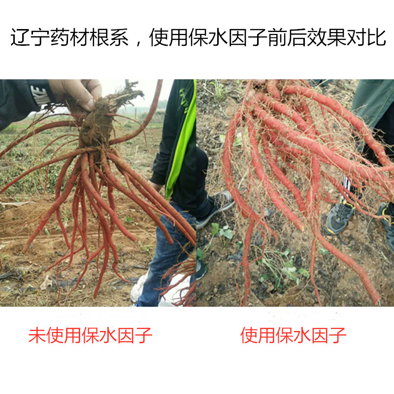 遼寧藥材根系，使用保水因子前后效果對(duì)比