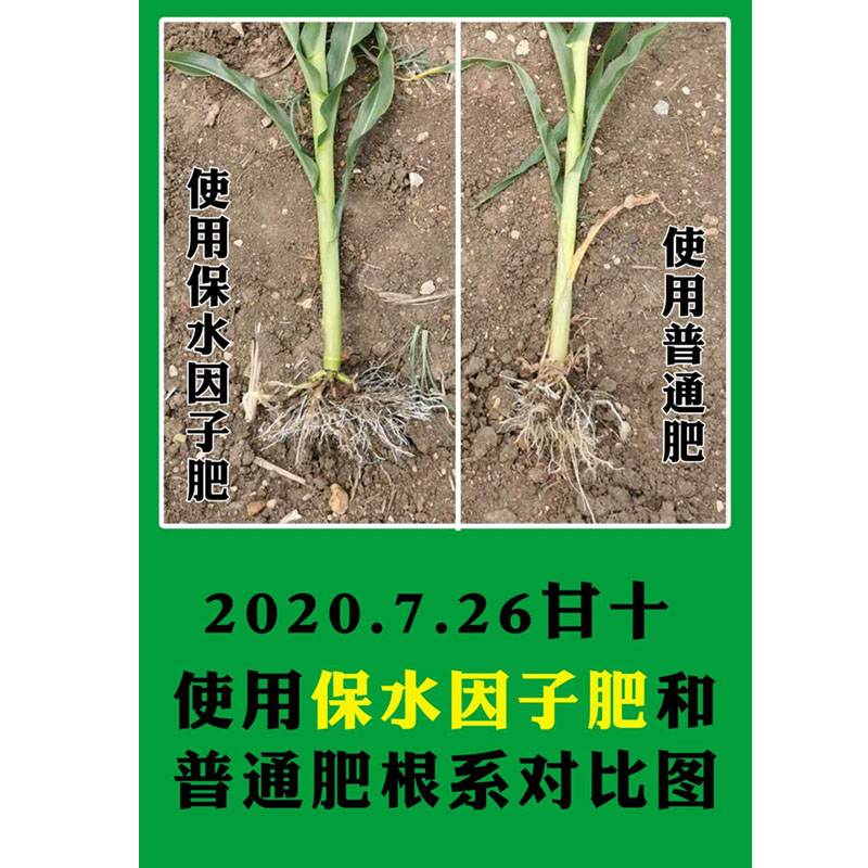 黃瓜苗根系，使用保水因子前后效果對(duì)比