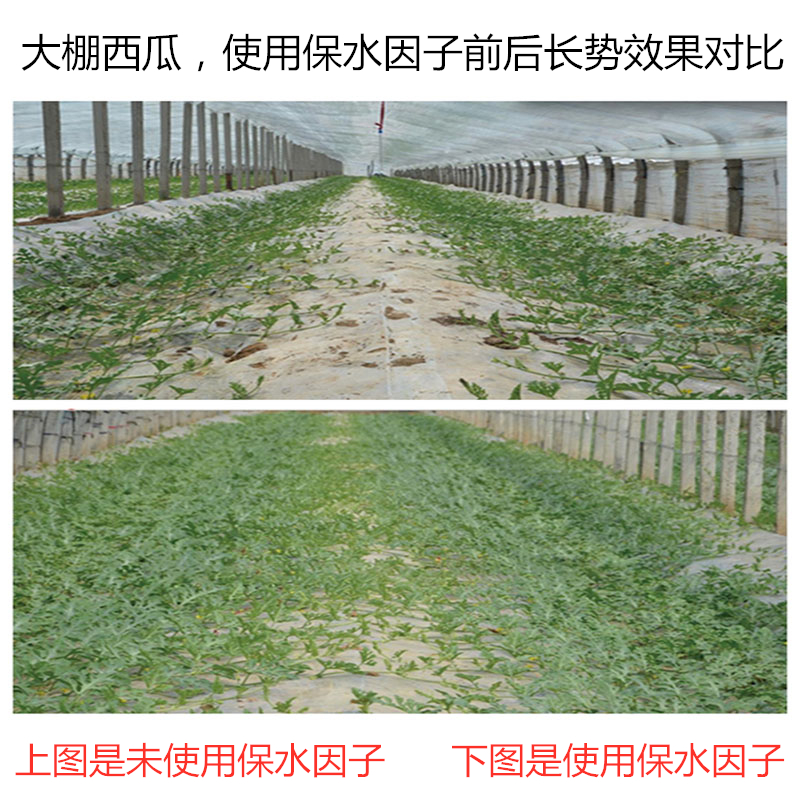 大棚西瓜，使用保水因子前后長(zhǎng)勢(shì)效果對(duì)比