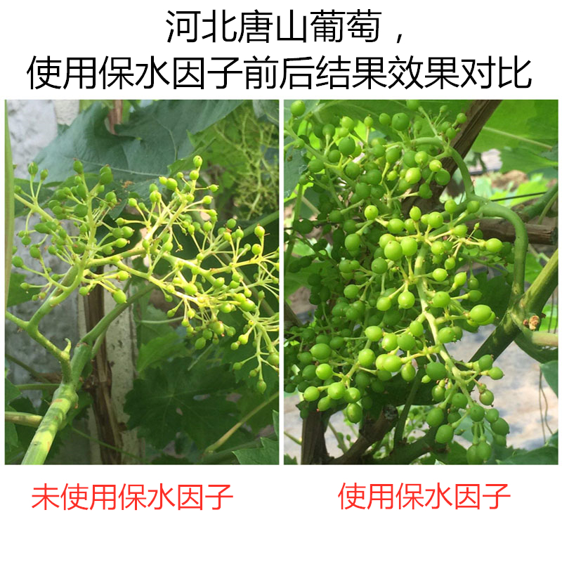 河北唐山葡萄，使用保水因子前后結(jié)果效果對(duì)比