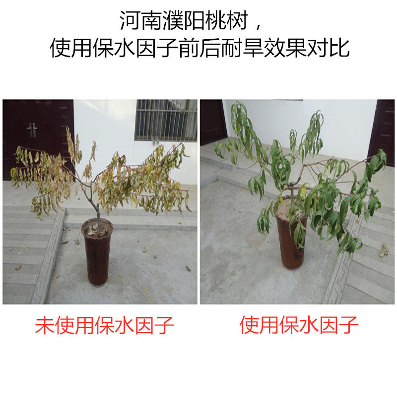 河南濮陽桃樹，使用保水因子前后耐旱效果對(duì)比