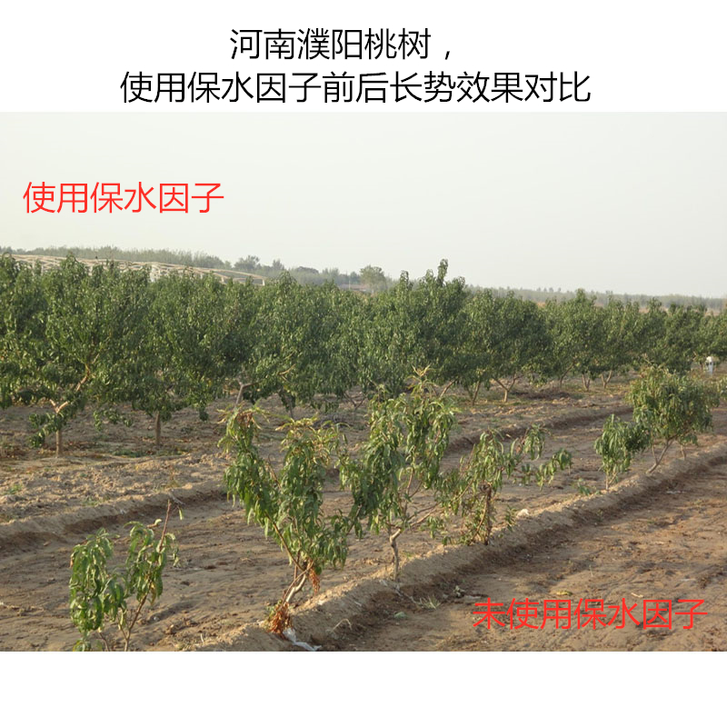 河南濮陽桃樹，使用保水因子前后長(zhǎng)勢(shì)效果對(duì)比