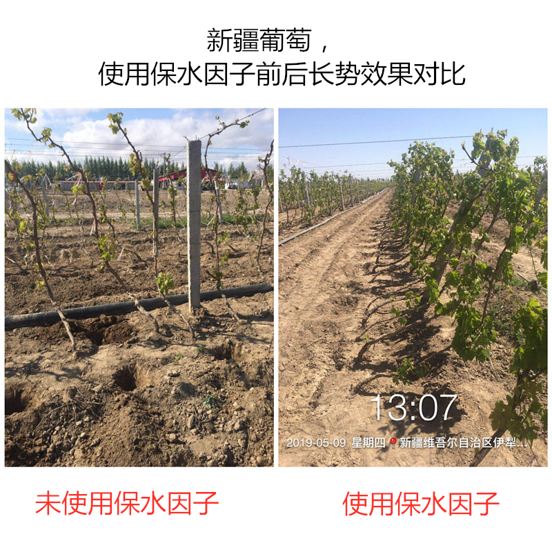 河南濮陽桃樹，使用保水因子前后長勢效果對比