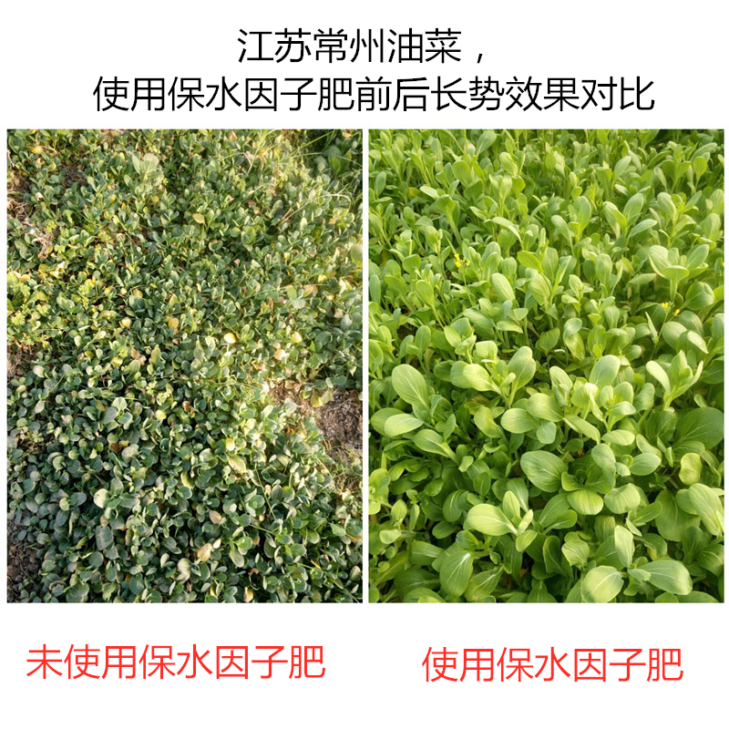 江蘇常州油菜，使用保水因子肥前后長勢效果對比