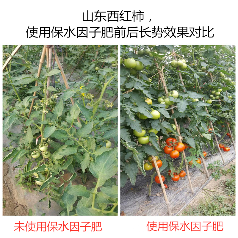 山東西紅柿，使用保水因子肥前后長勢效果對比