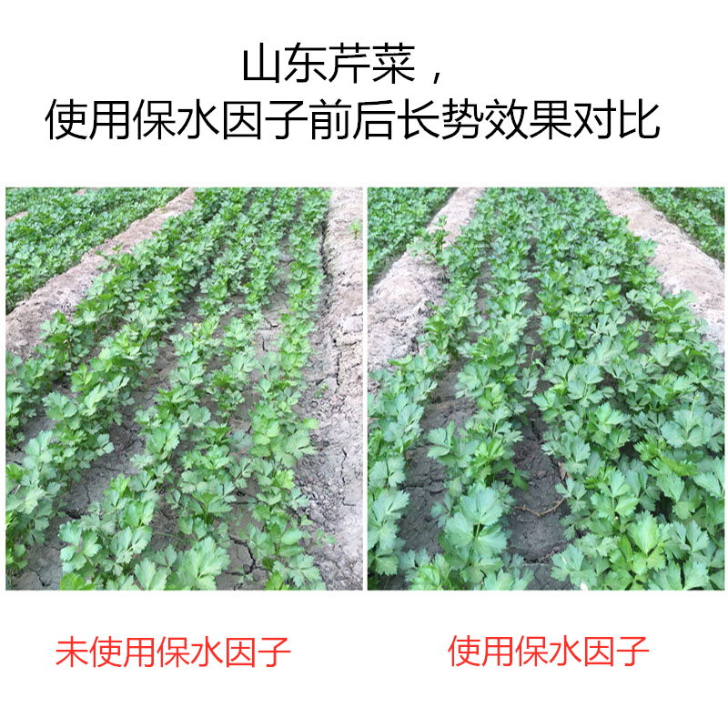 山東芹菜，使用保水因子前后長勢效果對比