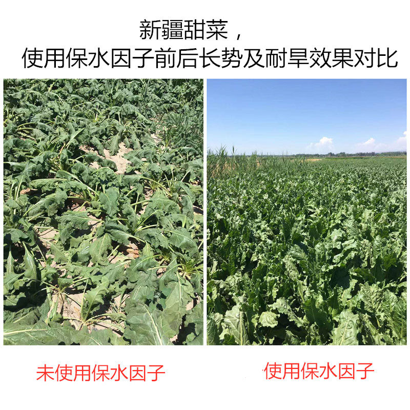 新疆甜菜，使用保水因子前后長勢及耐旱效果對比
