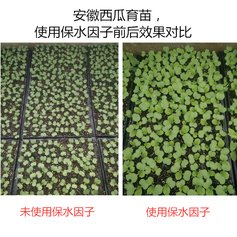 安徽西瓜育苗，使用保水因子前后效果對比