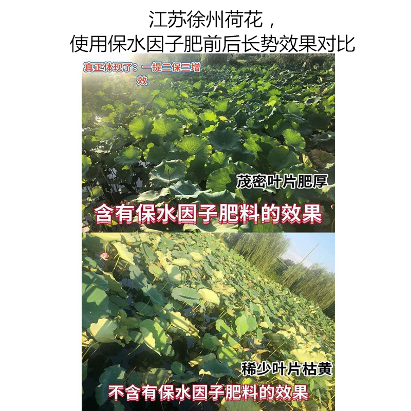 江蘇徐州荷花，使用保水因子肥前后長勢效果對比