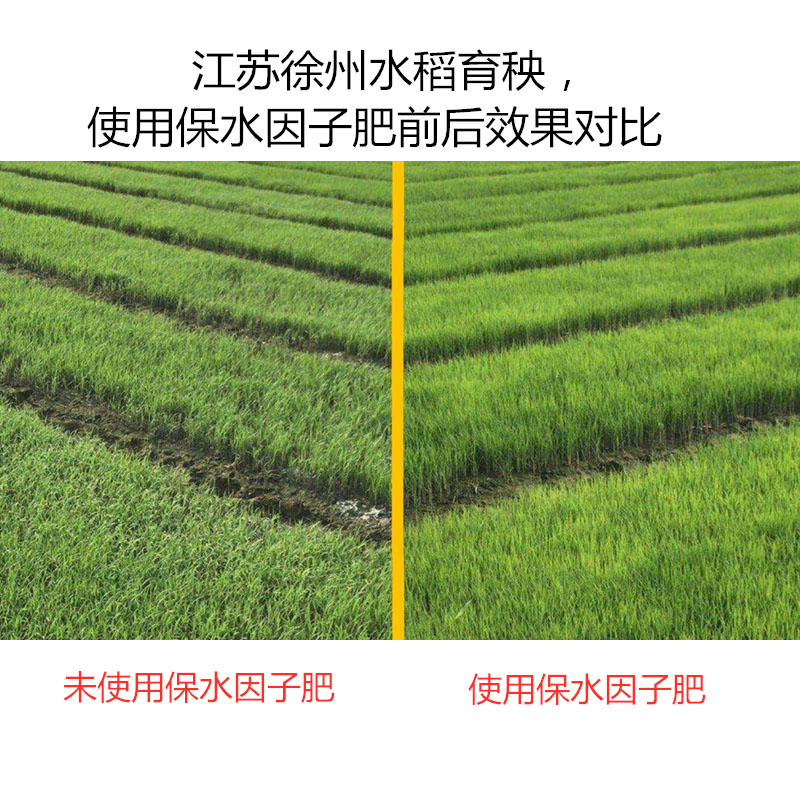江蘇徐州水稻育秧，使用保水因子肥前后效果對比